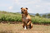 AMSTAFF ADULT 512